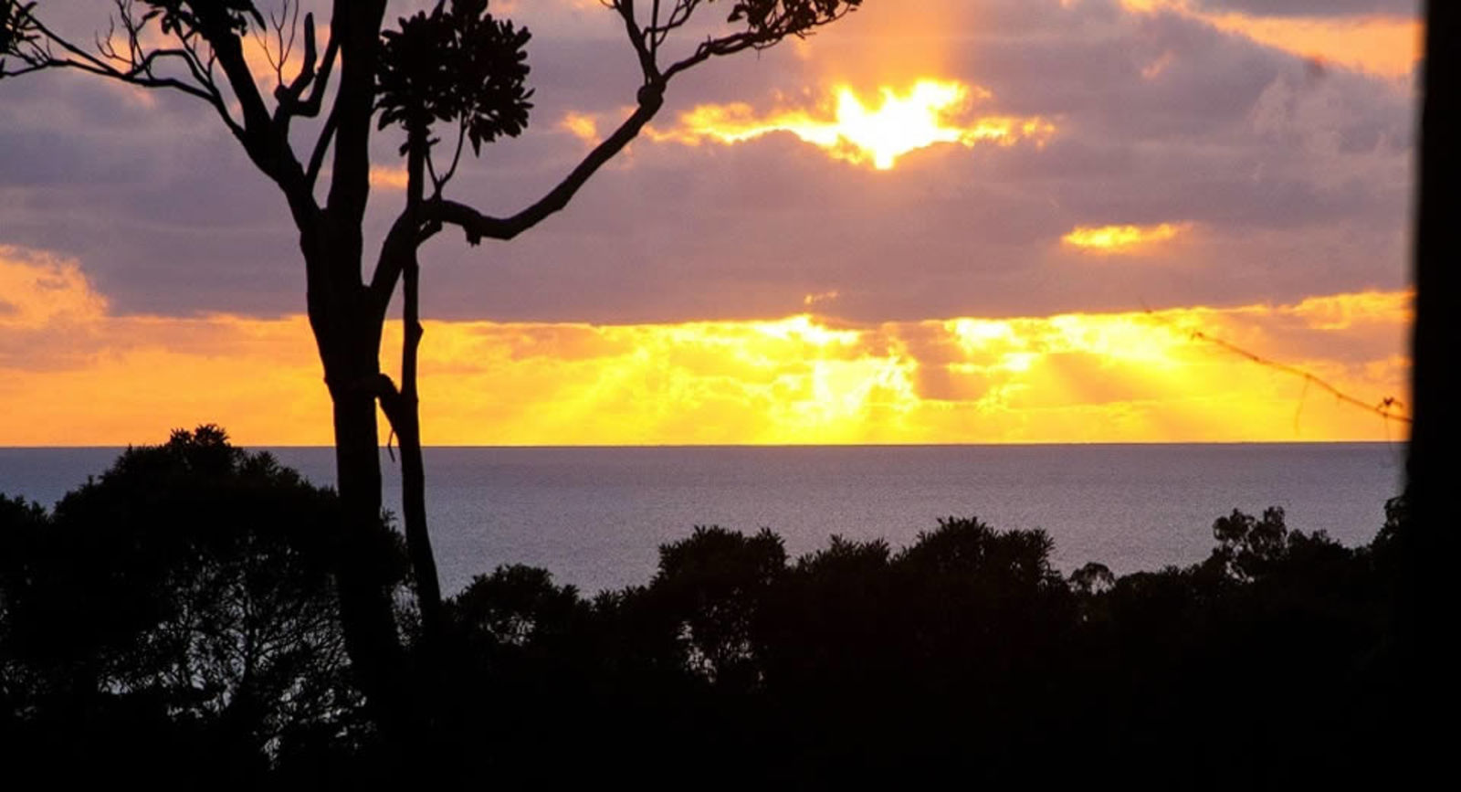 Daintree Daintree Magic Cow Bay Daintree Rainforest