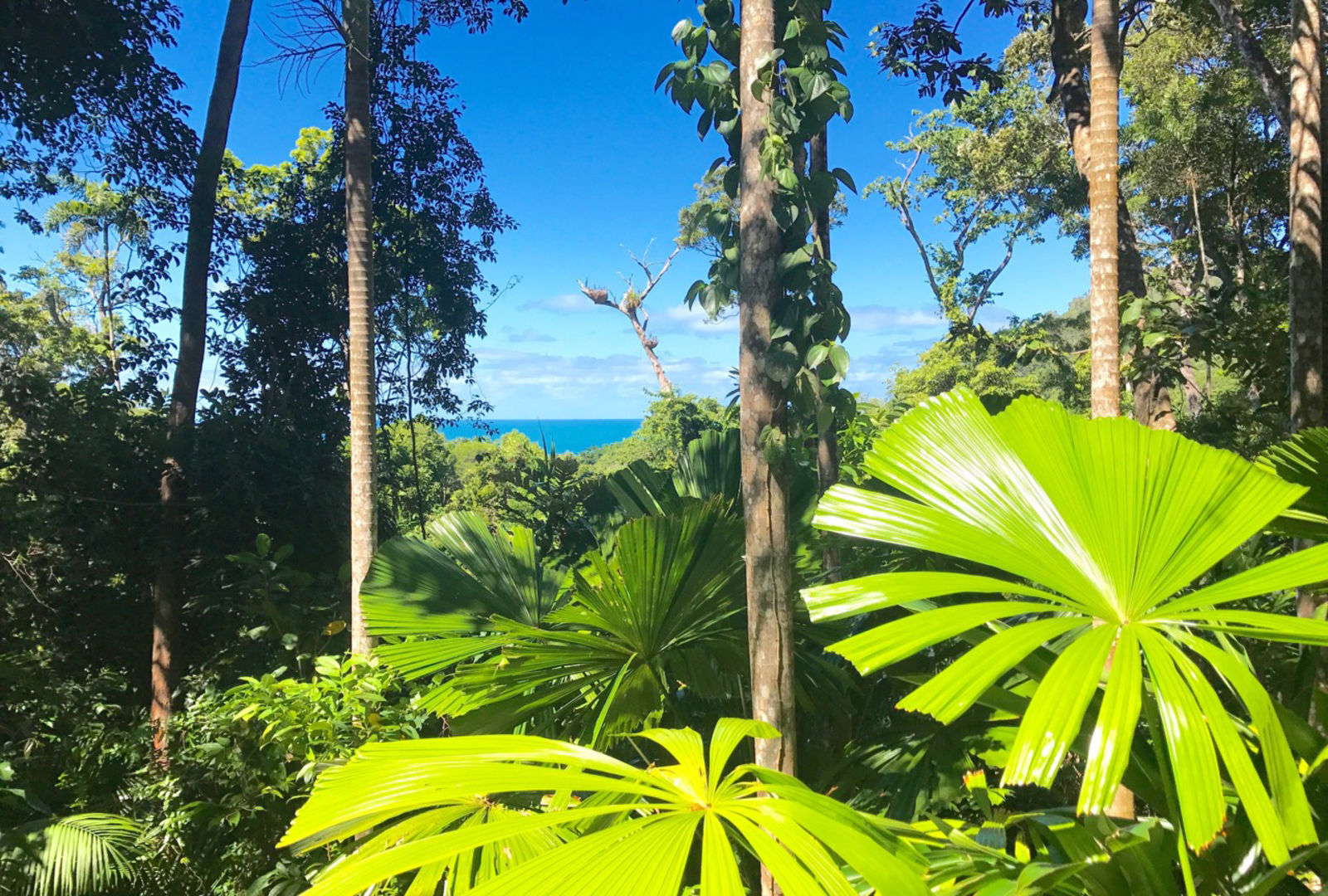 Daintree Daintree Magic Cow Bay Daintree Rainforest