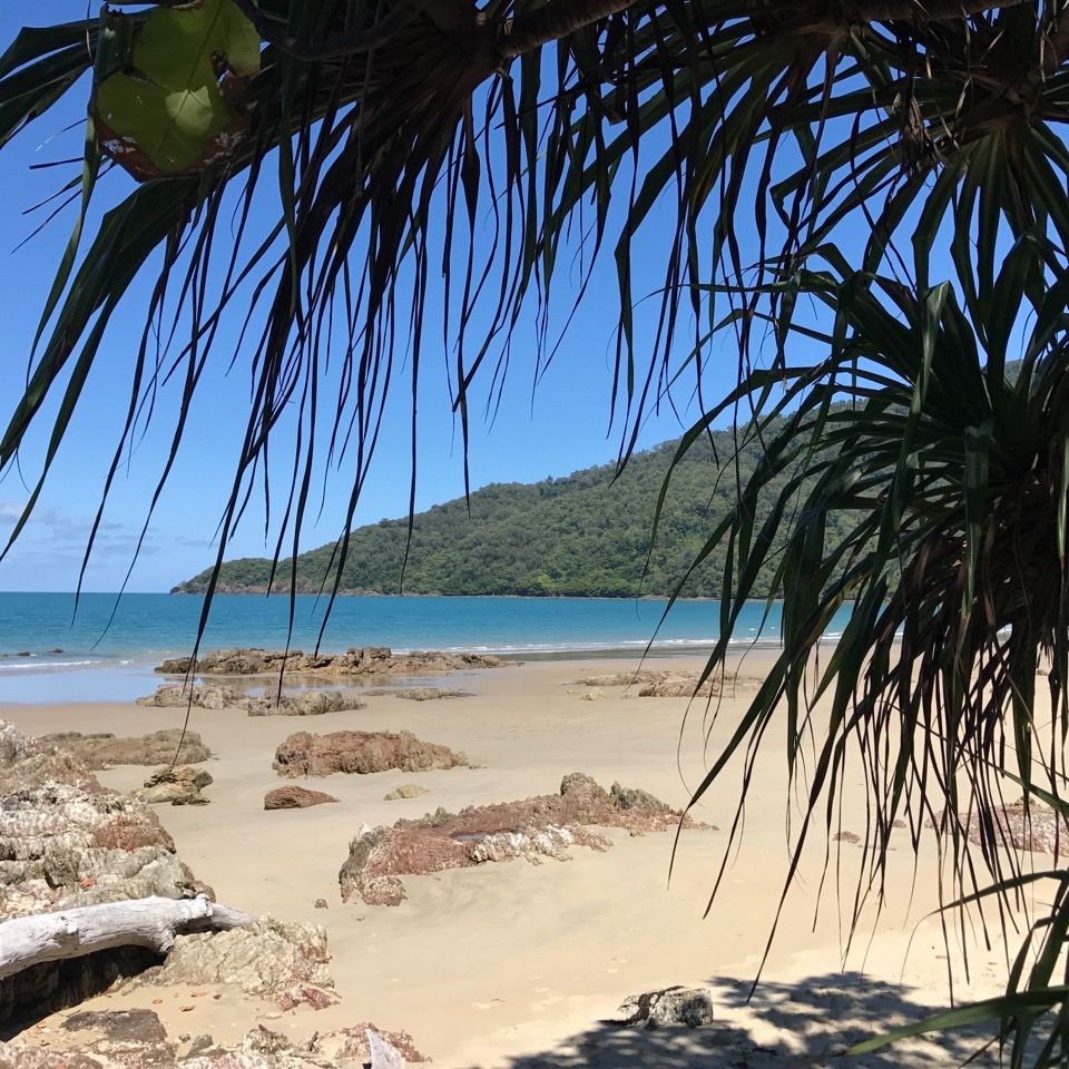 Daintree Daintree Magic Cow Bay Daintree Rainforest